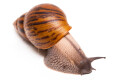 Achatina achatina achatina Ghana typ 1c semiadult 13cm